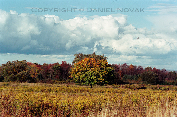 Golden Top Tree, Cole Road, Orchard Park, NY. Nikon F4, Kodak Portra 400 Negative Print Film, C-41.