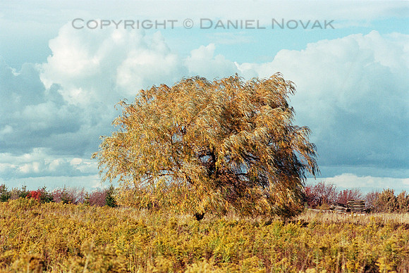 Tree of Gold, Cole Road, Orchard Park, NY. Nikon F4, Kodak Portra 400 Negative Print Film, C-41.