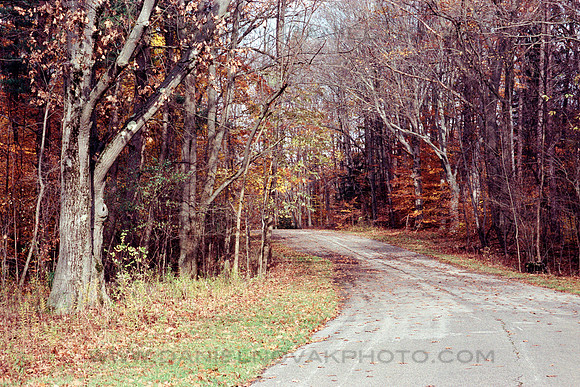 Into the Woods, Chestnut Ridge Park, Orchard Park, New York. Nikon N75, Kodak Portra 400, C-41.