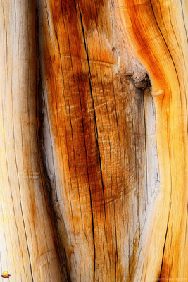 Bare Wood I, Abstract Study
