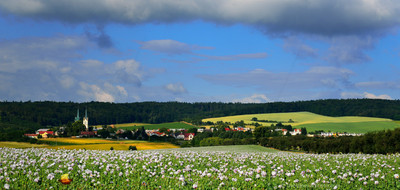 Poppy Seed Field, Southern Moravia, Czech Republic