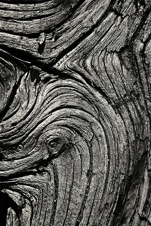 Details and Textures in the Wood, Island in the Sky, Canyonlands National Park, Utah (UT).