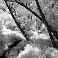 Leaning over the Creek in Birdsong Park on Infrared, Orchard Park, New York. Yashica LM, Rollei IR 400, D-23.