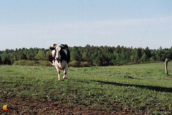 Curious Cow