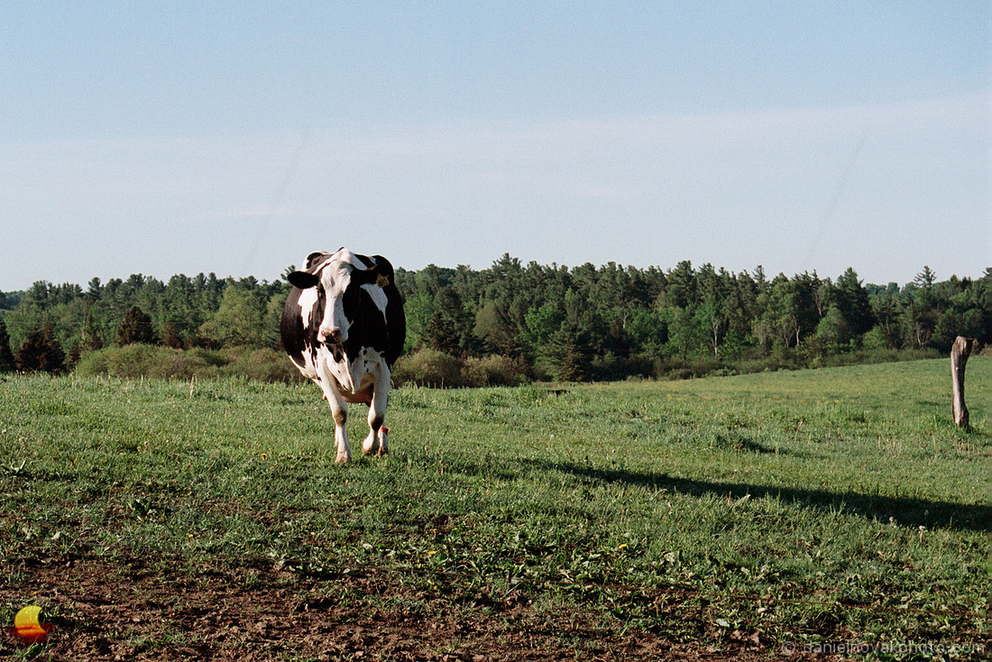 Curious Cow in Western New York