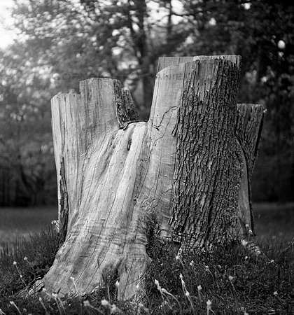 The Stump, Changing Times, Tree is Gone, So is the Stump, Chestnut Ridge Park, Orchard Park, NY