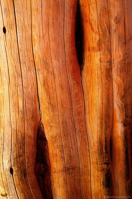 Bare Wood II, Abstract Study