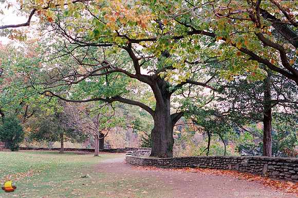 Mighty Old Tree