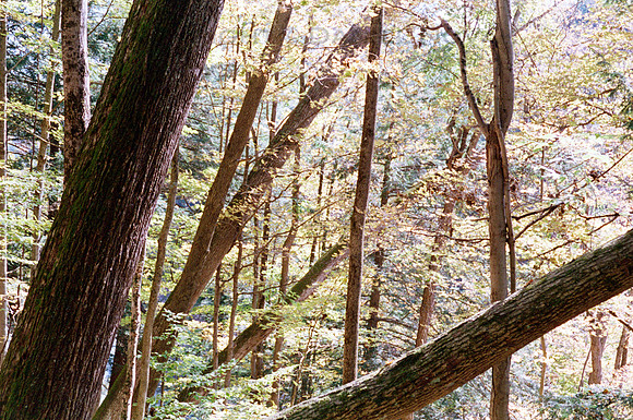 Letchworth Forest, Leaning Trees in Backlight Sparkle, Letchworth State Park, New York