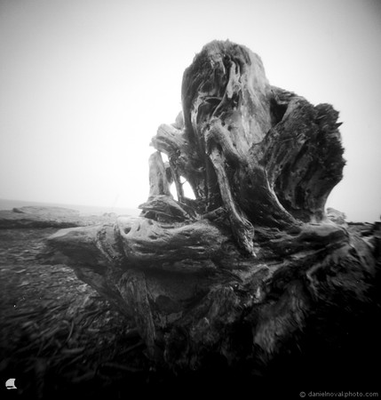 Driftwood, Hamburg Beach, New York. Worldwide Pinhole Photography Day (WPPD) 2024..