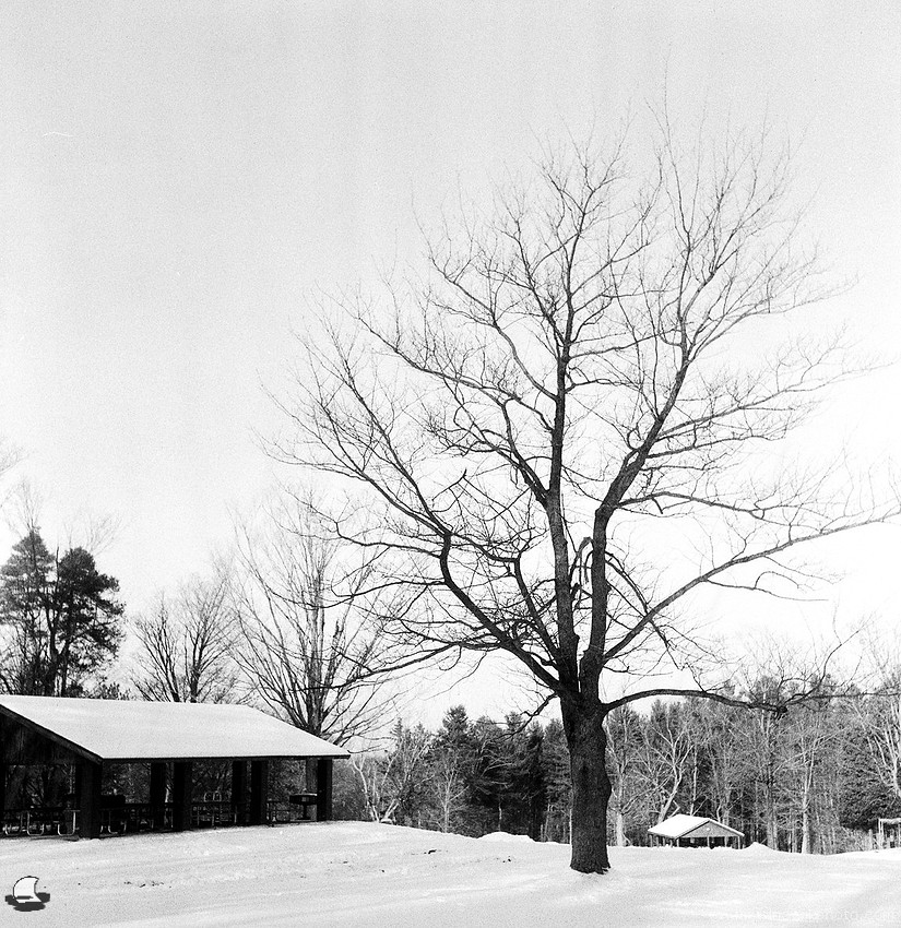 Lone Tree at Chestnut Ridge, Winter, Photographed on Film: Flexaret V TLR, Fomapan 400