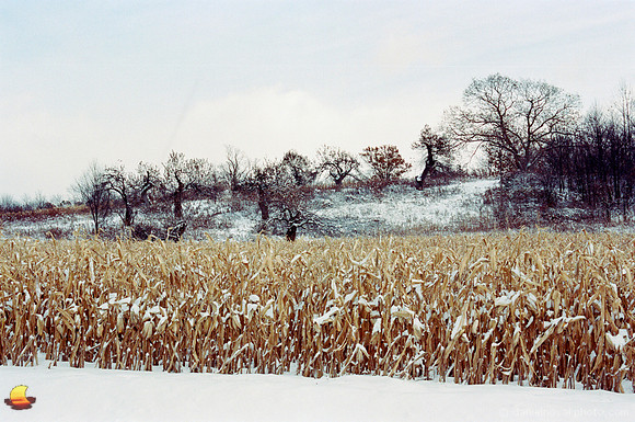 Corn & Dancing Trees