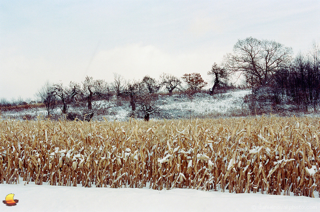 Corn & Dancing Trees, Rural Southtowns of Buffalo, NY in Winter
