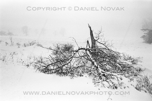 Broken tree in winter storm in Buffalo and Western New York