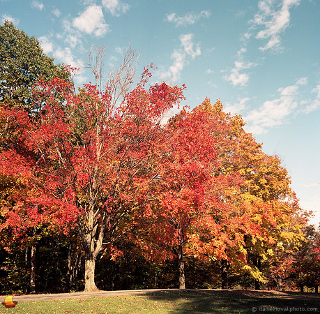 Red and Orange Chestnut Ridge Park