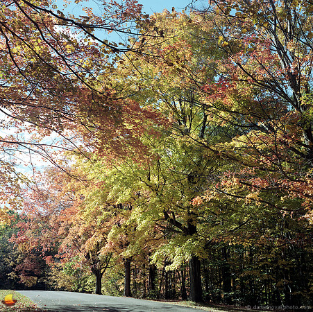 Colors Turning at Chestnut Ridge