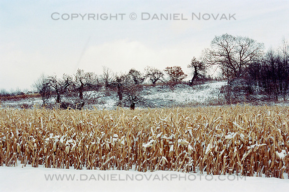Corn & Dancing Trees, Rural Buffalo, NY Southtowns in WInter
