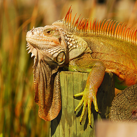 Iguana of Fence Post