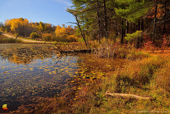 Fall Colors of the Hanging Bog