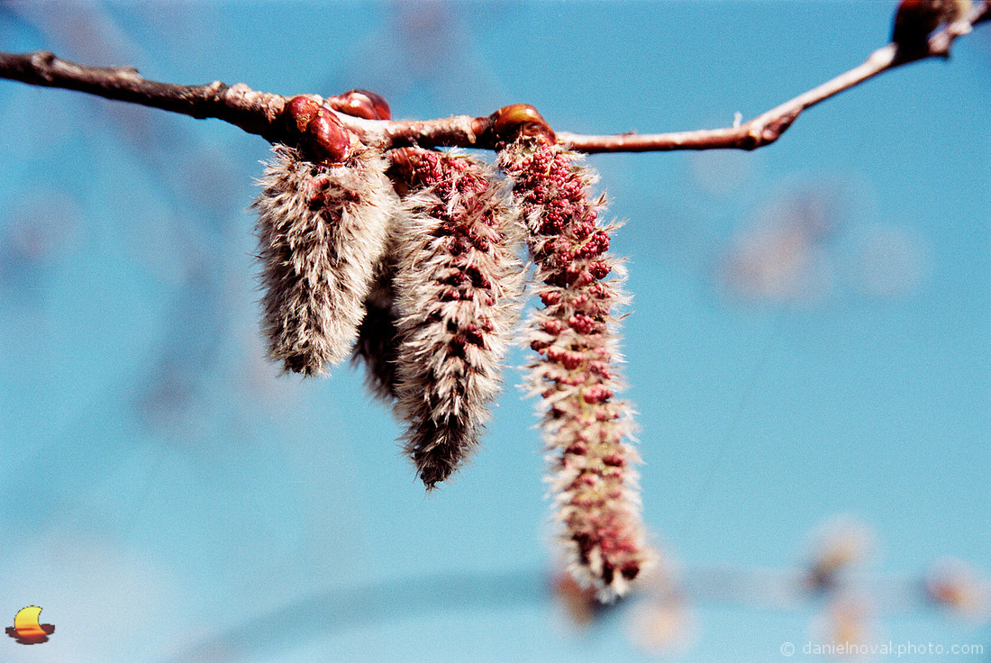 Catkins, Blue Sky Theme, Spring in Western New York
