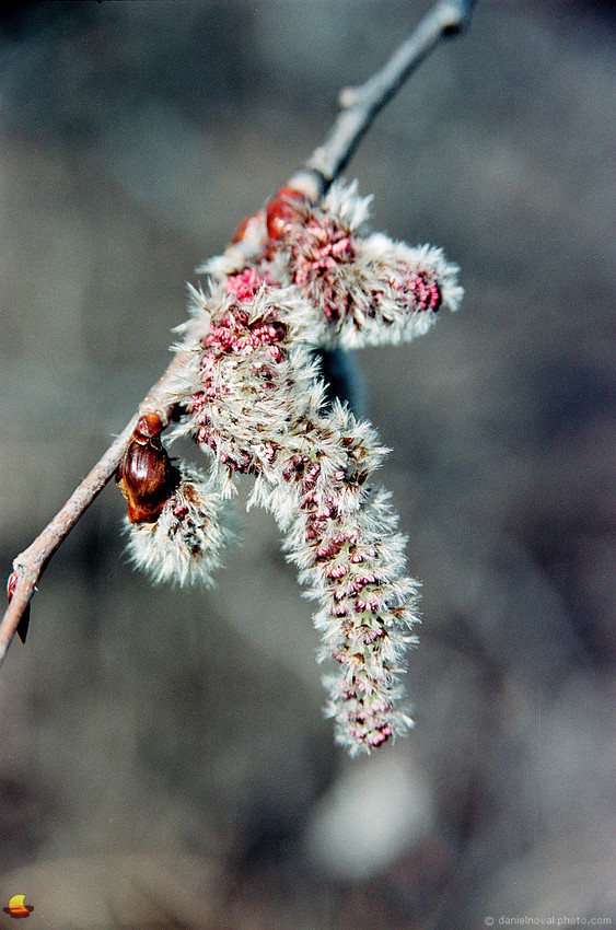 Catkins, Gray Theme, Spring in Western New York