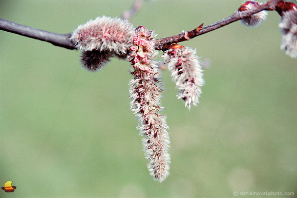 Catkins, Green Theme
