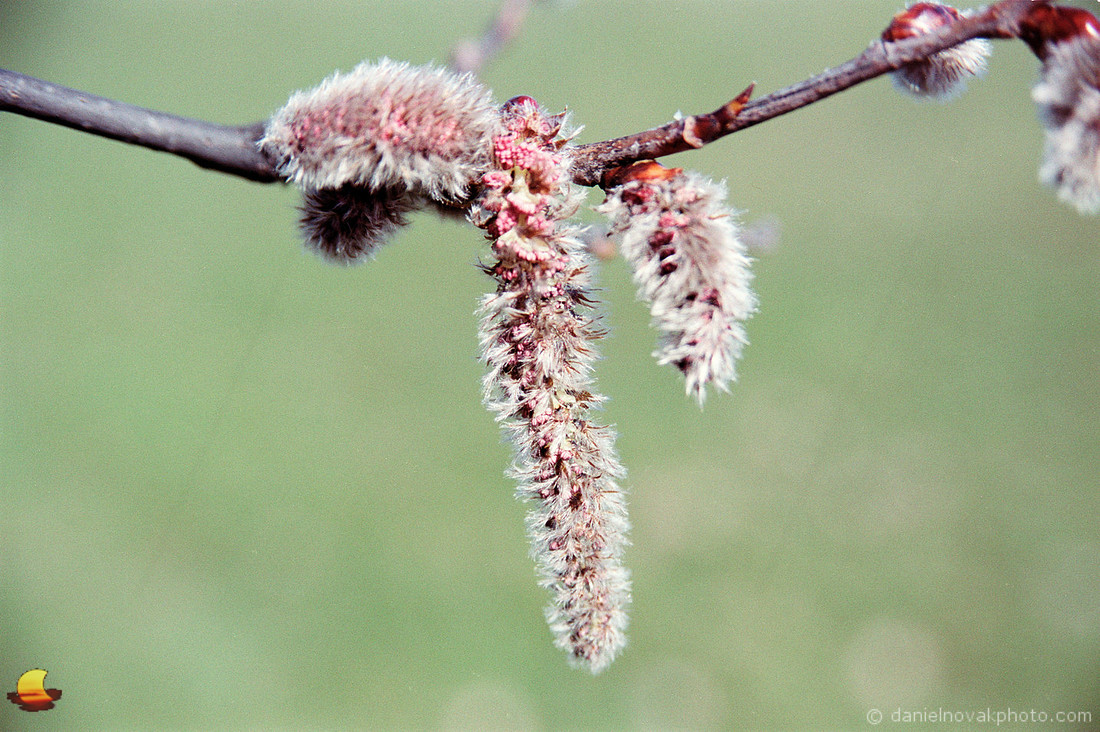 Catkins, Green Grass Theme, Spring in Western New York