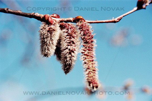 Catkins, Blue Sky Theme, Spring in Western New York