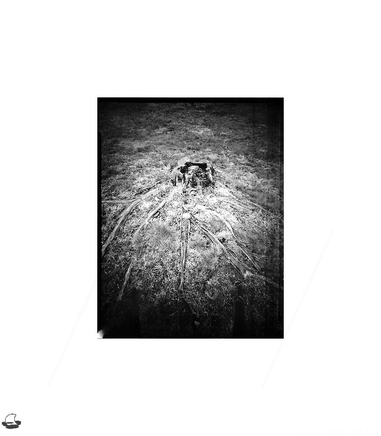 Stump & Roots - Worldwide Pinhole Photography Day (WPPD) 2020