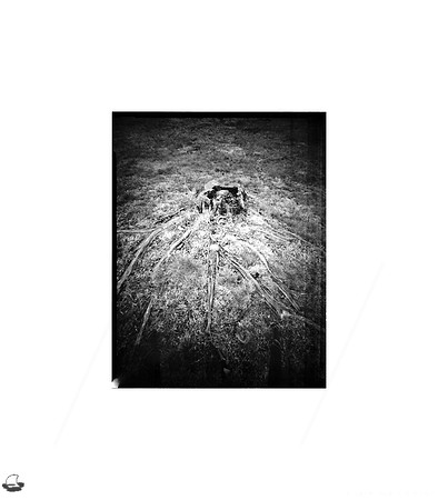 Stump & Roots - WPPD 2020, Large Format Pinhole Photograph on 4x5" Direct Positive Paper