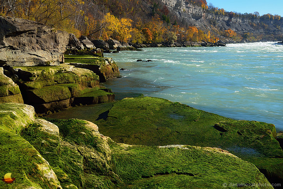 Mossy Niagara River Banks