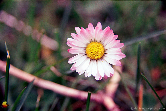Letchworth Daisy