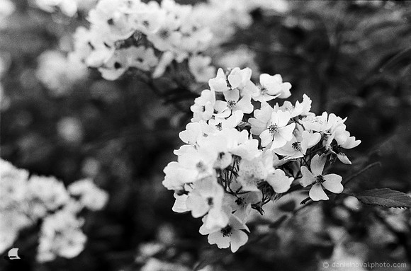 In the Bloom