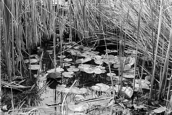Lily Pads