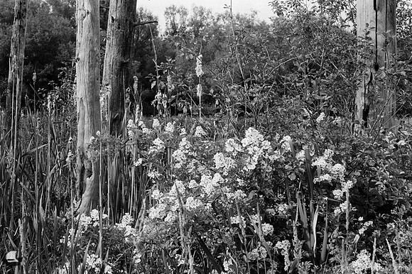 Blooming Bush