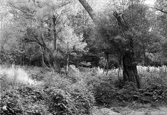 Old Tree