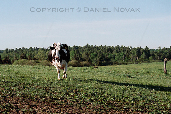 Curious Cow on Western New York Pastures, Nikon N75, Kodak Portra 160 Film