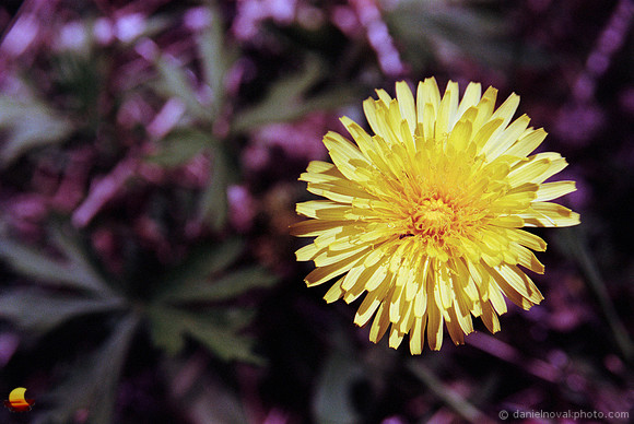 Swallow Hollow Dandelion