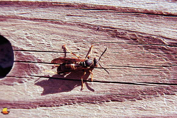 Swallow Hollow Wasp