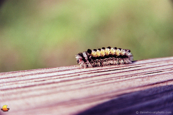 Swallow Hollow Caterpillar
