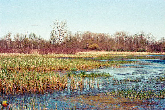 Oak Orchard