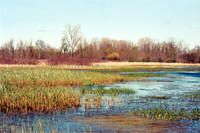 Oak Orchard Wildlife Management Area near Iroquois National Wildlife Refuge, Nikon N75, Kodak Portra 400 Film