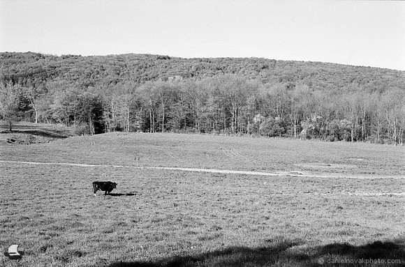 Black Cow