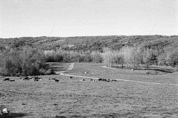 Happy Cows