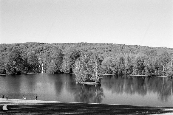 Geese on Pond Watch