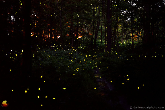 Magical Forest Fireflies