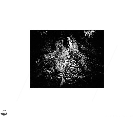 Roots of an Old Tree, Large Format Pinhole Photograph on 4x5" Direct Positive Paper
