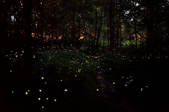 Magical Forest Fireflies