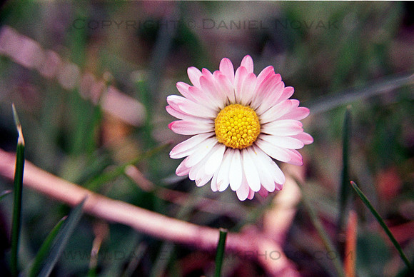 Pink-toned Daisy Flower in Letchworth State Park, New York