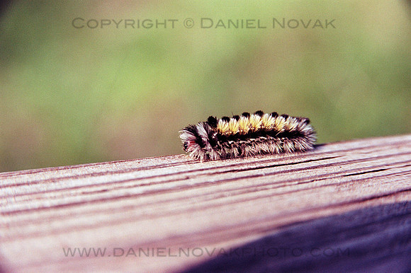 Fuzzy Caterpillar at Swallow Hollow, Possibly a Virginia Ctenucha Moth, New York